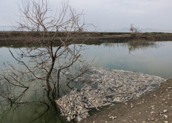 Νεκρά ψάρια επιπλέουν στην επιφάνεια του νερού στη λίμνη Κάρλα (φωτ.: ΑΠΕ-ΜΠΕ / Αχιλλέας Χήρας)