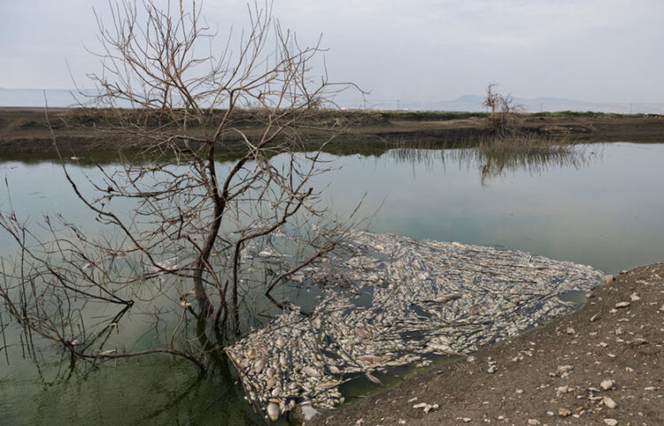 Νεκρά ψάρια επιπλέουν στην επιφάνεια του νερού στη λίμνη Κάρλα (φωτ.: ΑΠΕ-ΜΠΕ / Αχιλλέας Χήρας)