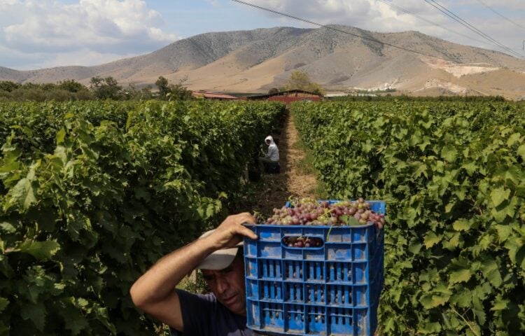 Τρύγος στον Τύρναβο (φωτ.: EUROKINISSI/Λεωνίδας Τζέκας)