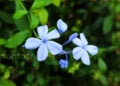 Plumbago ή Μπλε γιασεμί, ανθισμένο αυτή την εποχή (φωτ.: Χριστίνα Κωνσταντάκη)