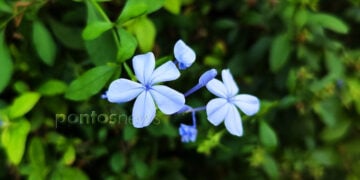 Plumbago ή Μπλε γιασεμί, ανθισμένο αυτή την εποχή (φωτ.: Χριστίνα Κωνσταντάκη)