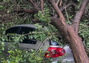 Πτώση δέντρων, στην Θεσσαλονίκη, εξαιτίας της κακοκαιρίας «Bora» 
(φωτ.: Δήμητρα Κούτρα/ EUROKINISSI)