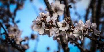 Ανθισμένη αμυγδαλιά σε όλο της το μεγαλείο (φωτ.: EUROKINISSI)